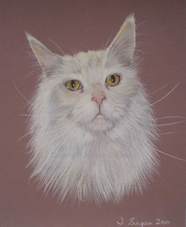 Maine Coon pet portrait by Joanne Simpson