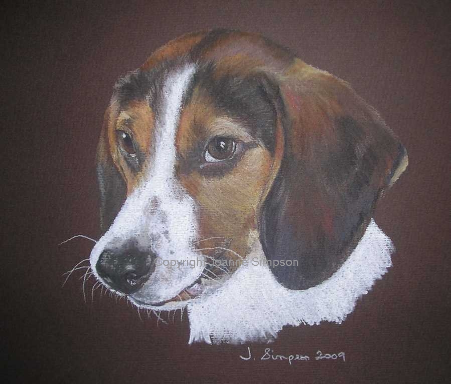 Beagle pet portrait by Joanne Simpson.