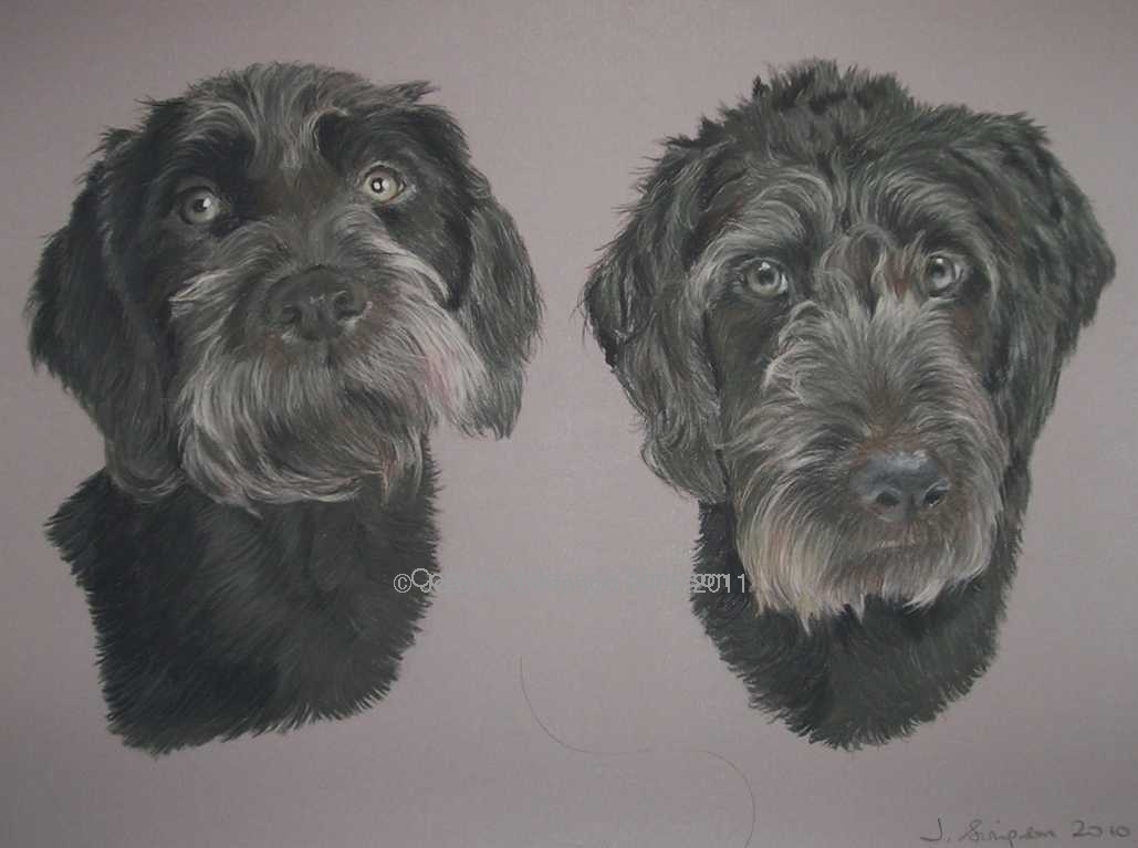 Labradoodle pet portrait by Joanne Simpson