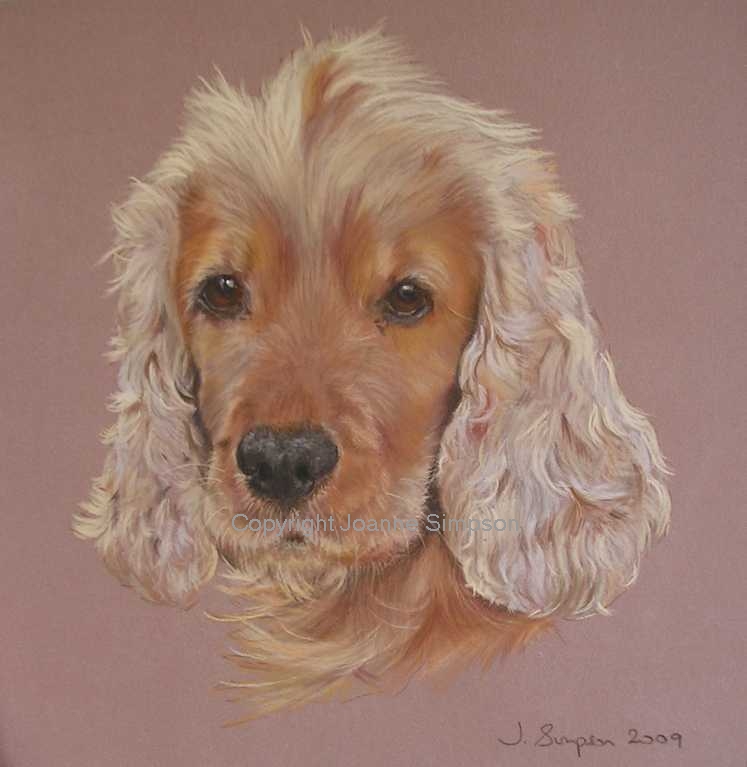 Golden Cocker Spaniel portrait by Joanne Simpson