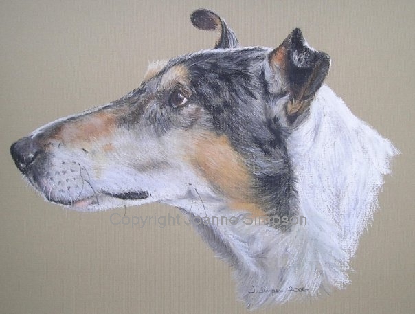 Smooth haired Collie pet portrait by Joanne Simpson.