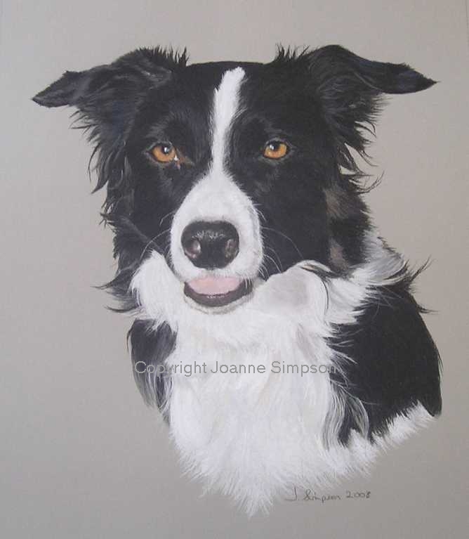 Border Collie portrait by Joanne Simpson.