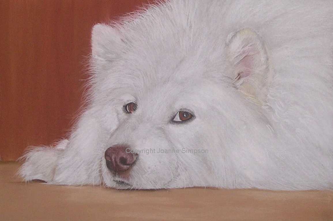 Samoyed pet portrait by Joanne Simpson.