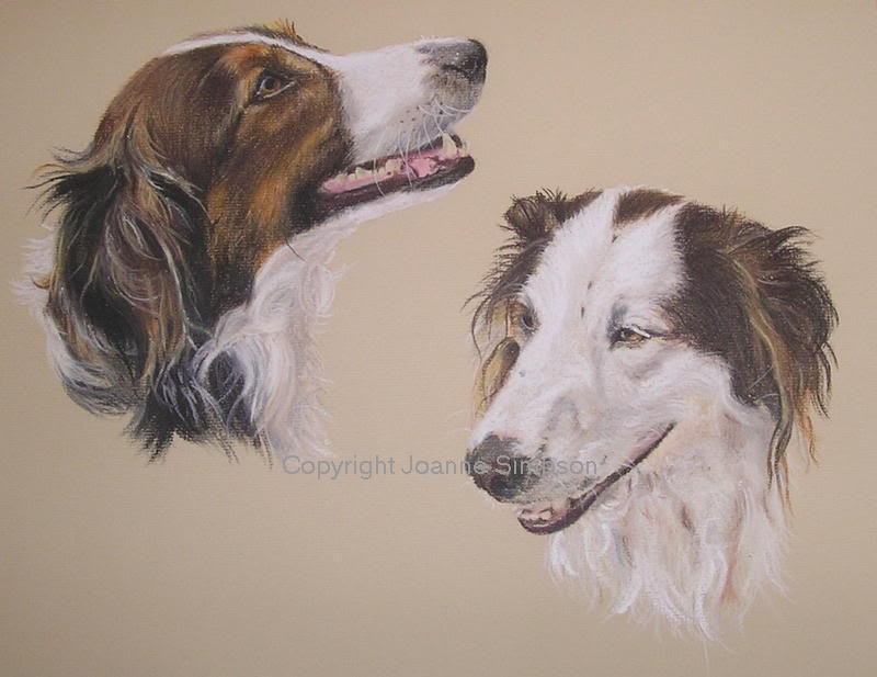 Border Collie cross pet portrait by Joanne Simpson