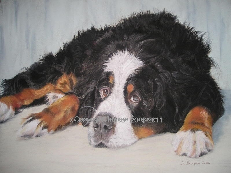 Bernese Mountain Dog pet portrait by Joanne Simpson