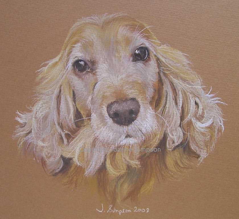 Cocker Spaniel portrait by Joanne Simpson. 