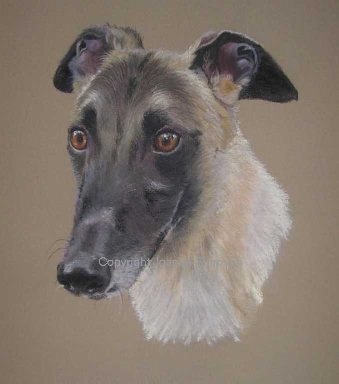 Greyhound pet portrait by Joanne Simpson.