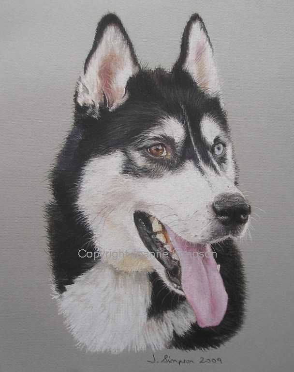 Siberian Husky portrait by Joanne Simpson