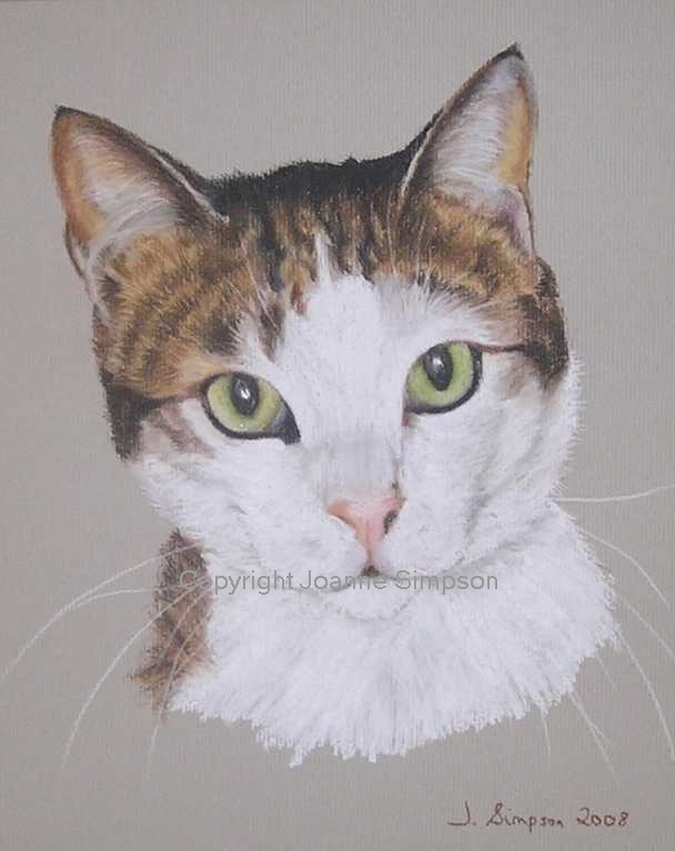 Cat pet portrait by Joanne Simpson.