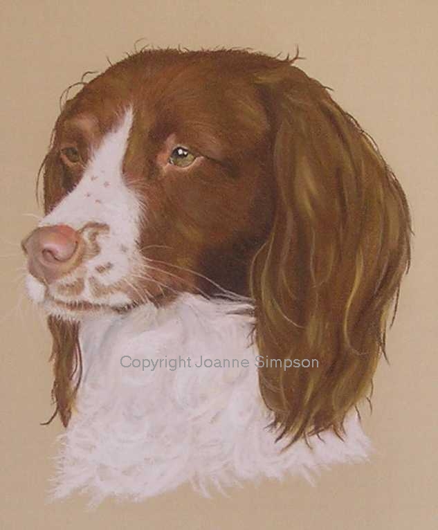 Springer Spaniel pet portrait by Joanne Simpson.