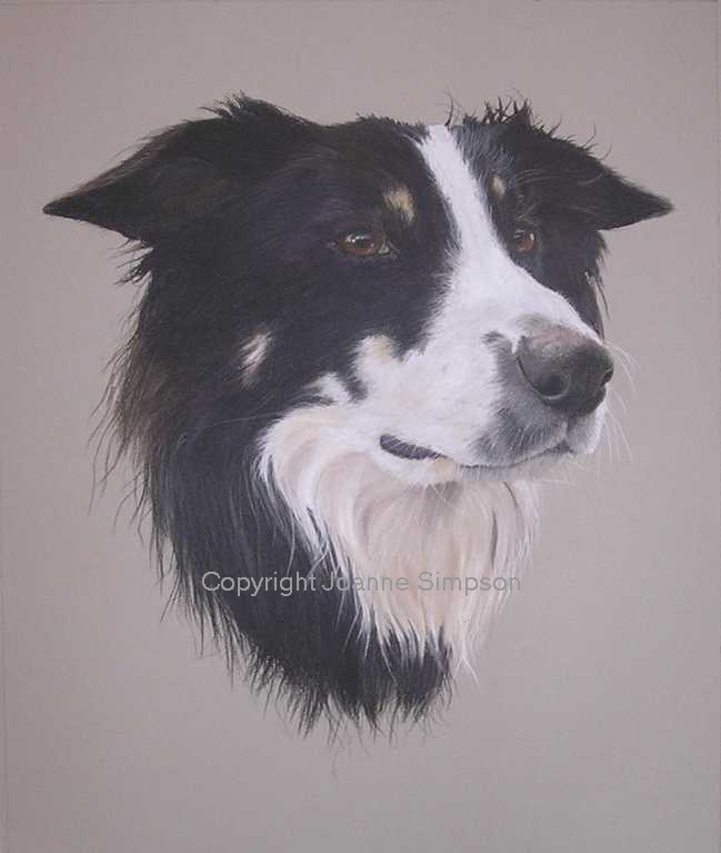 Border Collie pet portrait by Joanne Simpson