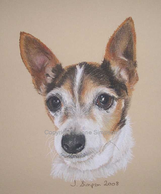 Chihuahua portrait by Joanne Simpson