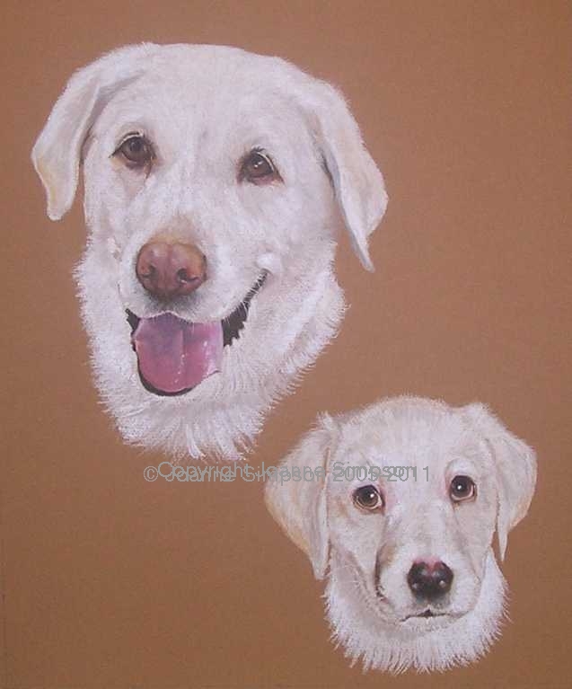 Golden Labrador pet portrait by Joanne Simpson
