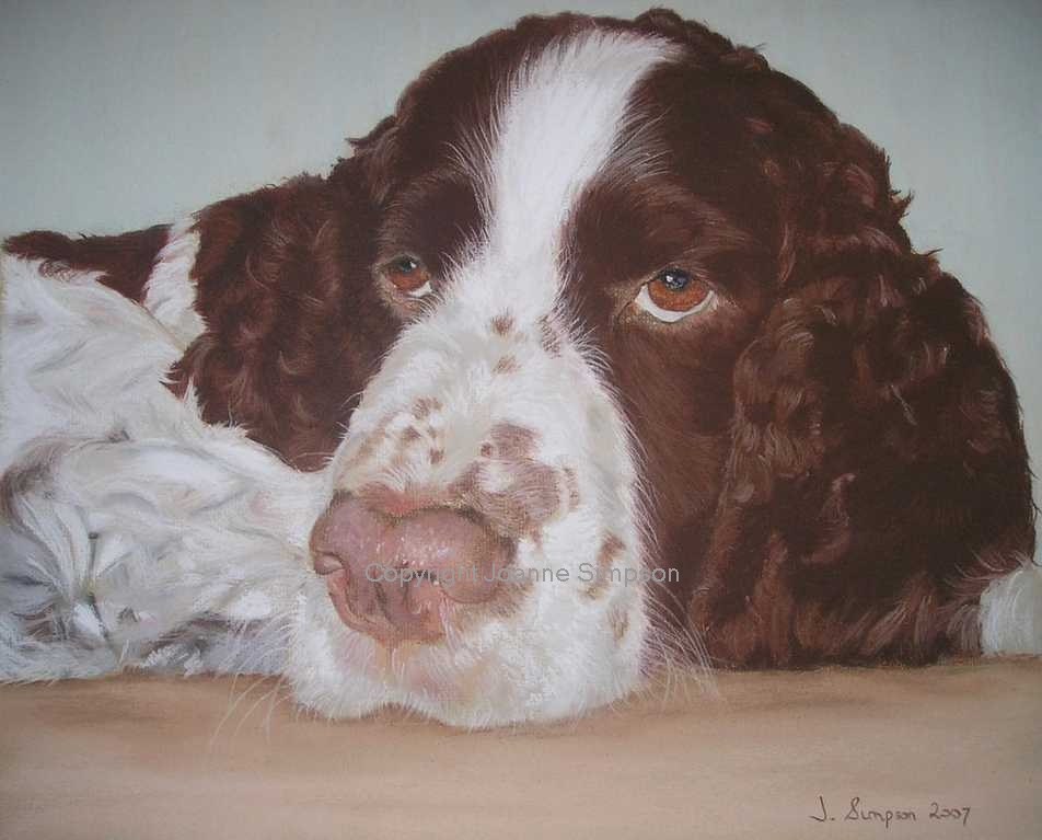 Springer Spaniel pet portrait by Joanne Simpson.