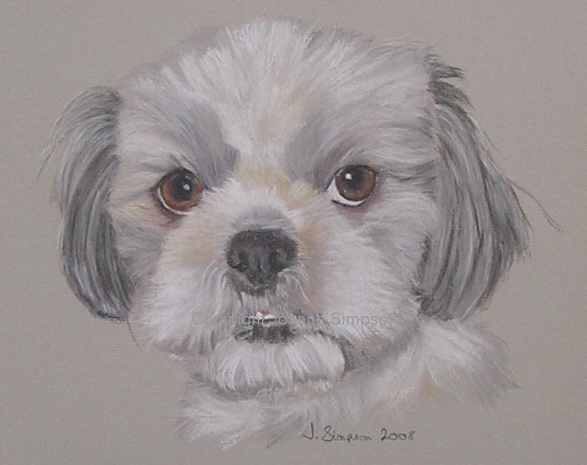 Shih Tzu pet portrait by Joanne Simpson