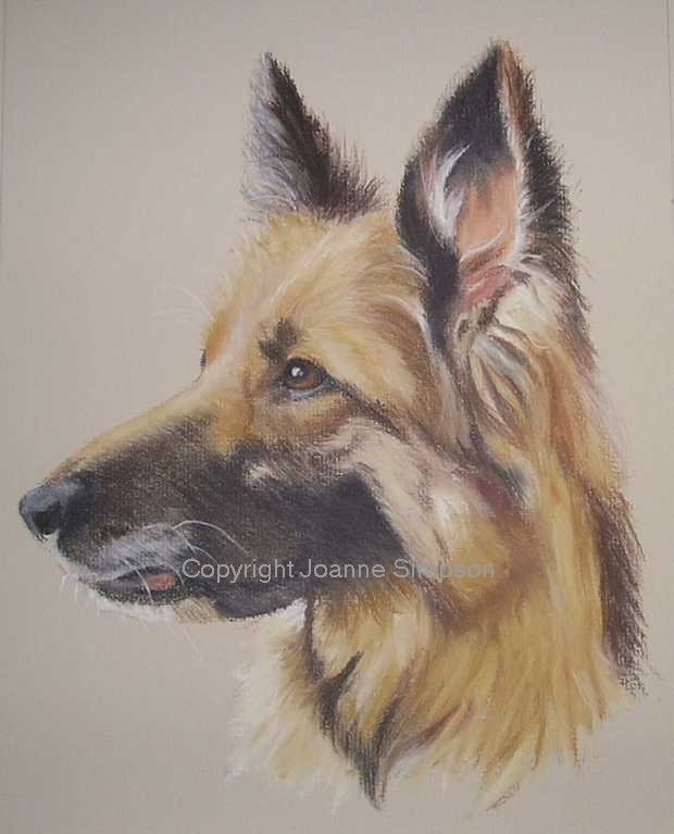 German Shepherd pet portrait by Joanne Simpson.