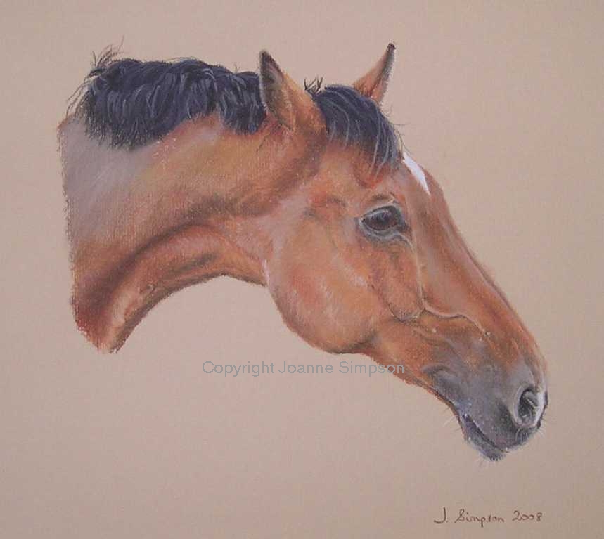 Horse portrait by Joanne Simpson