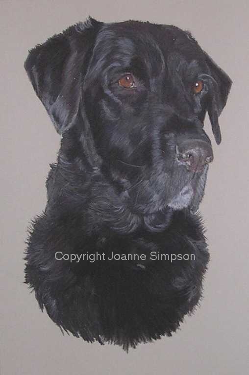 Black Labrador pet portrait by Joanne Simpson.