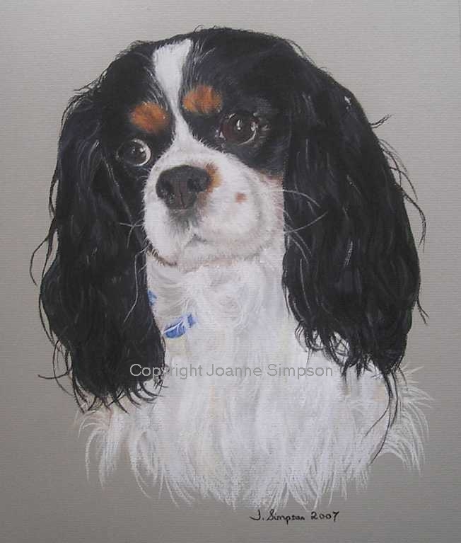 Cavalier King Charles Spaniel pet portrait by Joanne Simpson.