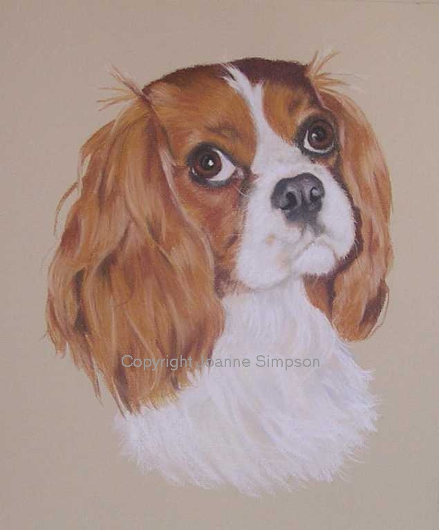 King Charles Cavalier Spaniel pet portrait by Joanne Simpson