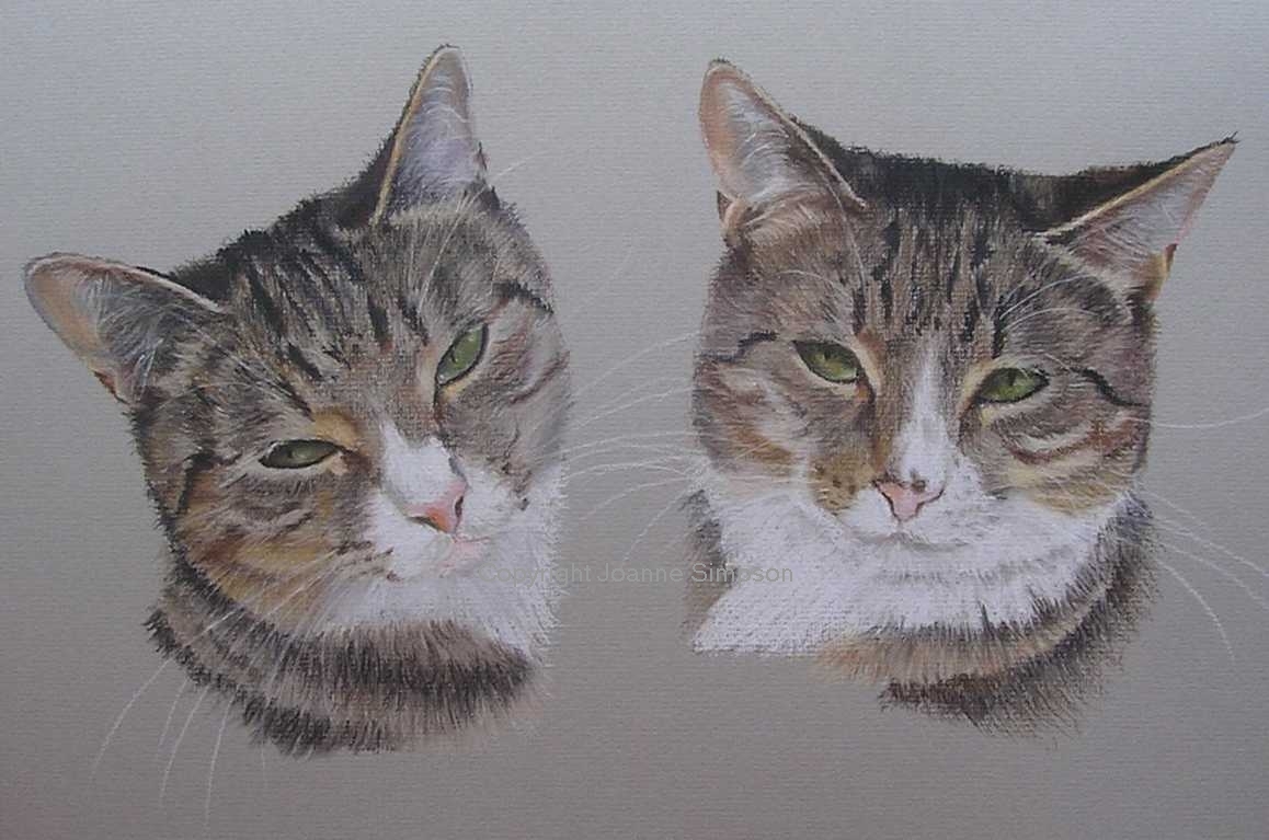 Tabby cat pet portrait by Joanne Simpson.
