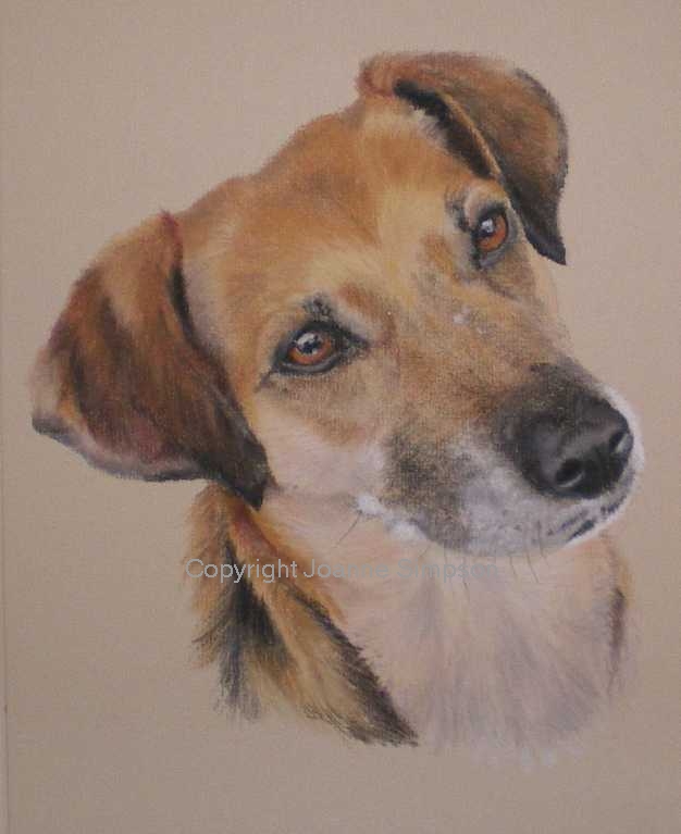 Cross breed pet portrait by Joanne Simpson.