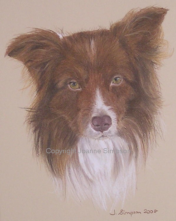 Border Collie pet portrait by Joanne Simpson.